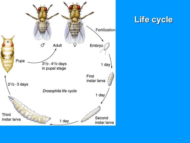 Life cycle Life cycle